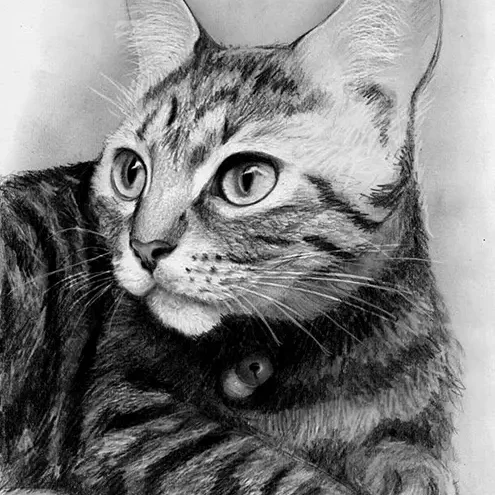 Katzenportraitzeichnung